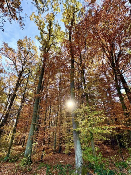 Miejsce odpoczynku w Lesie Szczepanowskim