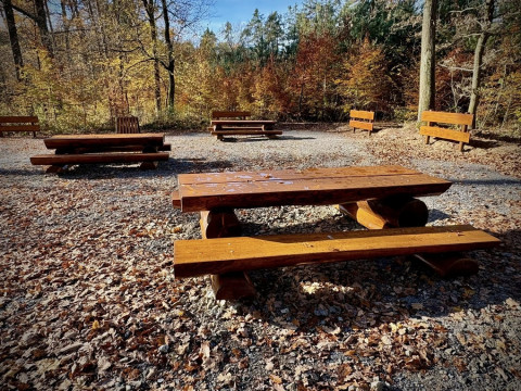 Miejsce odpoczynku w Lesie Szczepanowskim