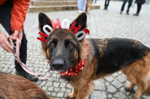 Jarmark Bożonarodzeniowy 2025