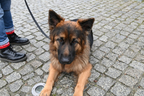 Jarmark Bożonarodzeniowy 2025