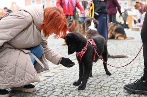 Jarmark Bożonarodzeniowy 2025