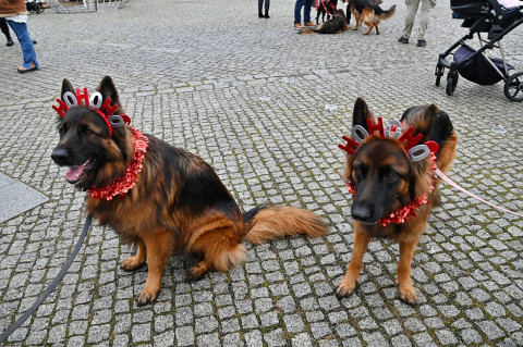 Jarmark Bożonarodzeniowy 2025