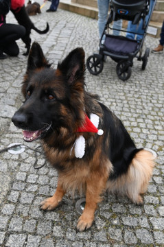 Jarmark Bożonarodzeniowy 2025