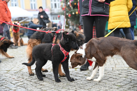 Jarmark Bożonarodzeniowy 2025