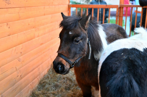 Jarmark Bożonarodzeniowy 2025