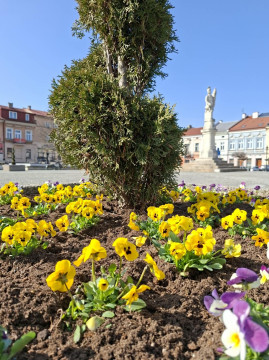 Wiosenne upiększanie miasta