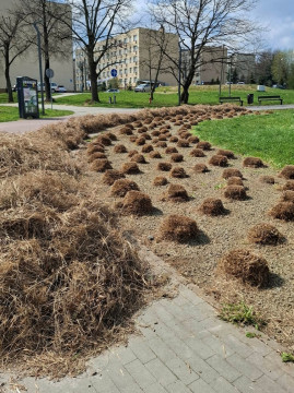 Wiosenne upiększanie miasta