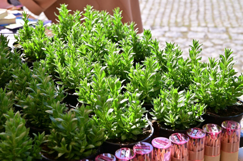 V Małopolski Dzień dla Klimatu