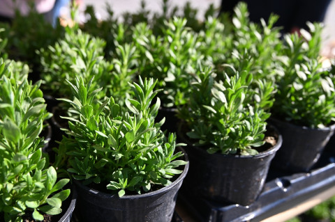 V Małopolski Dzień dla Klimatu