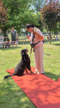 Brzesko Okocim Festiwal 2026