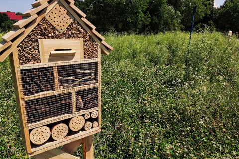 Owadzie domki na kwietnej łące
