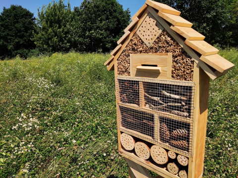 Owadzie domki na kwietnej łące