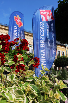 Rynek z nowymi kwiatami