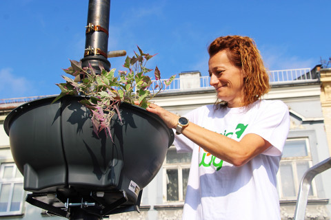 Rynek z nowymi kwiatami