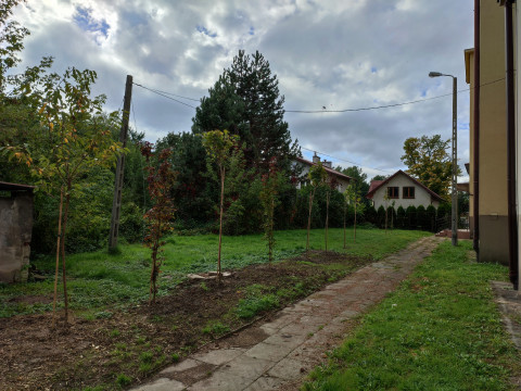 Rewitalizacja zieleni przy „Jedynce”