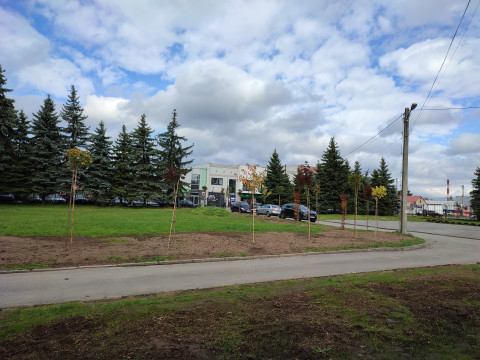 Rewitalizacja zieleni przy „Jedynce”