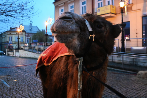 II Brzeski Jarmark Bożonarodzeniowy