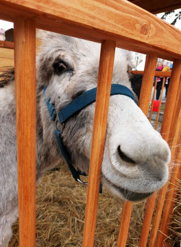 II Brzeski Jarmark Bożonarodzeniowy