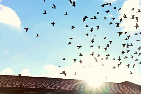 Święto Trzech Króli w Brzesku