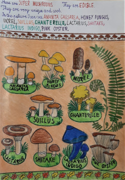 ZAPROSZENIE NA WYSTAWĘ PICKING-UP MUSHROOMS I PODSUMOWANIE KONKURSU