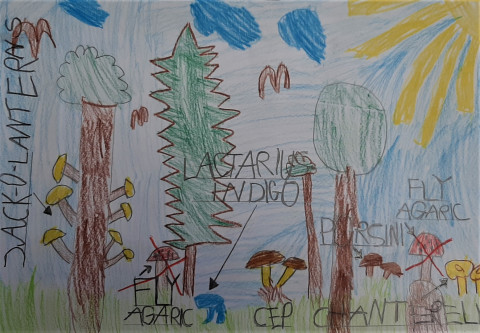 ZAPROSZENIE NA WYSTAWĘ PICKING-UP MUSHROOMS I PODSUMOWANIE KONKURSU