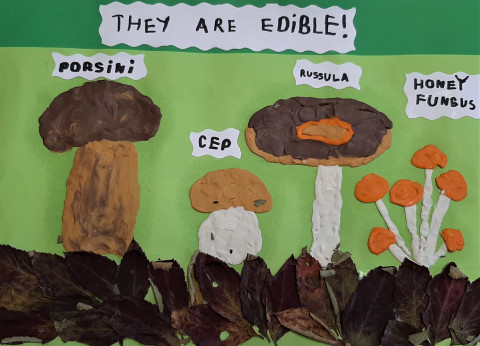 ZAPROSZENIE NA WYSTAWĘ PICKING-UP MUSHROOMS I PODSUMOWANIE KONKURSU