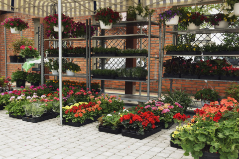 Dzień kwiatka – po raz pierwszy w gminie Brzesko