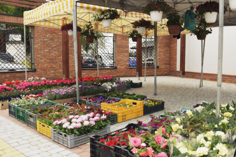 Dzień kwiatka – po raz pierwszy w gminie Brzesko