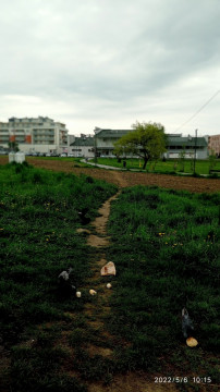 Szanujmy kwietne łąki