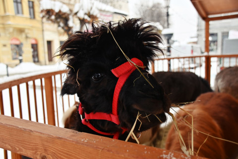 III Brzeski Jarmark Bożonarodzeniowy