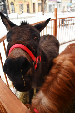 III Brzeski Jarmark Bożonarodzeniowy
