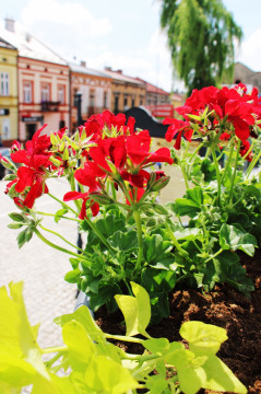 InicJaTyWy na brzeskim Rynku