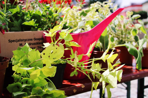 InicJaTyWy na brzeskim Rynku