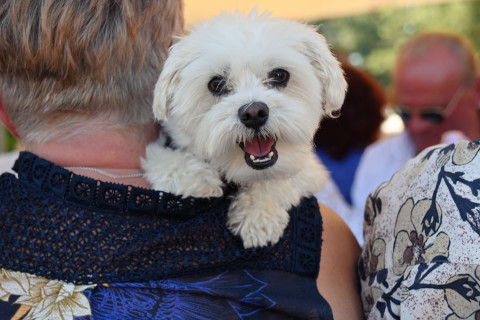 Senior Party na Ranczu Pasja