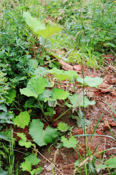 Trudna walka z barszczem Sosnowskiego