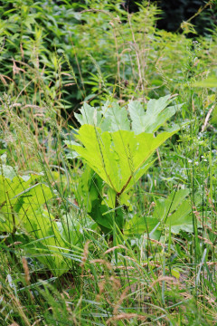 Trudna walka z barszczem Sosnowskiego