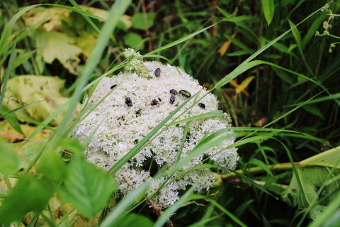 Trudna walka z barszczem Sosnowskiego