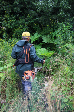 Trudna walka z barszczem Sosnowskiego