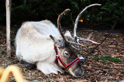 IV Brzeski Jarmark Bożonarodzeniowy