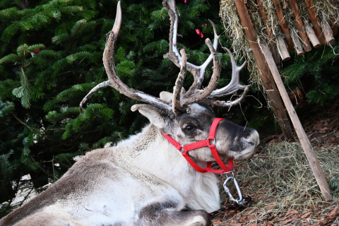 IV Brzeski Jarmark Bożonarodzeniowy