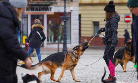 Brzeski Finał WOŚP – absolutny rekord!!!