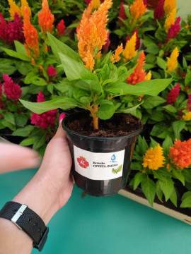 Zielony Tydzień pełen atrakcji