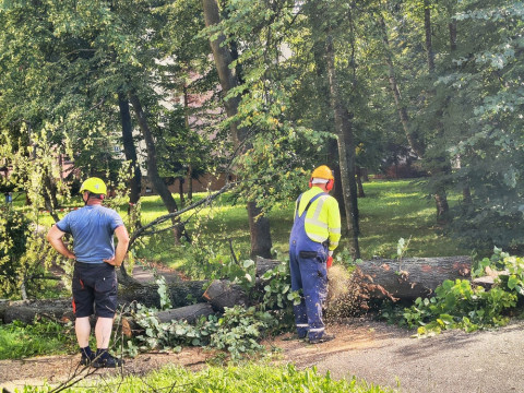 Wycinka drzew na Browarnej