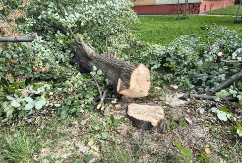 Wycinka drzew na Browarnej