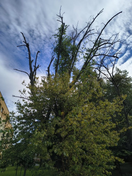 Wycinka drzew na Browarnej