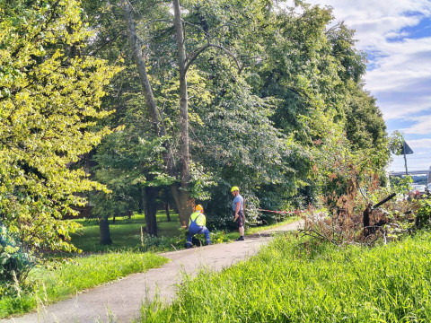 Wycinka drzew na Browarnej