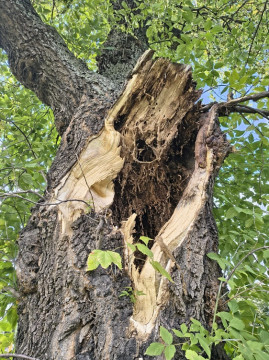 Wycinka drzew na Browarnej