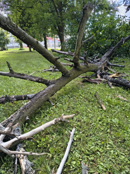 Wycinka drzew na Browarnej