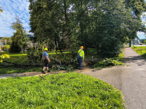 Wycinka drzew na Browarnej