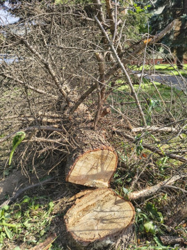 Wycinka drzew na Browarnej